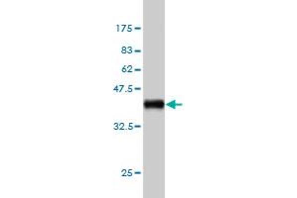 UNC5B antibody  (AA 27-126)
