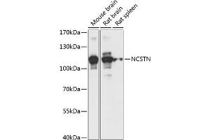 Western blot analysis of extracts of various cell lines, using NCSTN antibody (ABIN7268905) at 1:1000 dilution. (Nicastrin Antikörper  (AA 429-669))