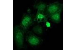 Anti-FAM40A mouse monoclonal antibody (ABIN2454144) immunofluorescent staining of COS7 cells transiently transfected by pCMV6-ENTRY FAM40A (RC210537). (STRIP1 Antikörper)