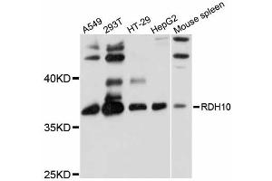 Western blot analysis of extracts of various cell lines, using RDH10 antibody (ABIN6292473) at 1:1000 dilution. (RDH10 Antikörper)
