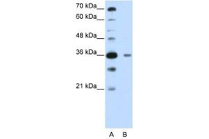 DAZAP1 antibody used at 0. (DAZAP1 Antikörper  (C-Term))