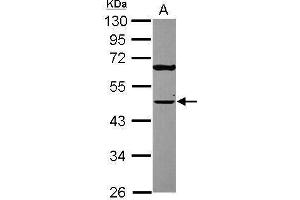 WB Image Sample (30 ug of whole cell lysate) A: A431 , 10% SDS PAGE antibody diluted at 1:2000 (TUFM Antikörper)