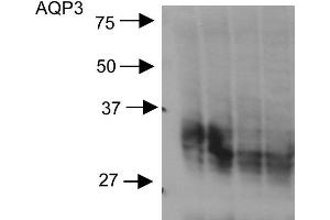 Western blot analysis of Rat kidney inner medullary homogenates showing detection of Aquaporin 3 protein using Rabbit Anti-Aquaporin 3 Polyclonal Antibody .