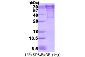 SDS-PAGE (SDS) image for Chromogranin A (CHGA) (AA 19-457) protein (His tag) (ABIN667739)