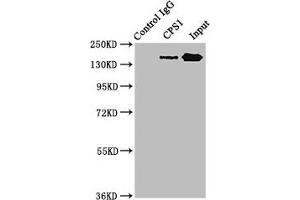 Immunoprecipitating CPS1 in HepG2 whole cell lysate Lane 1: Rabbit control IgG instead of ABIN7146668 in HepG2 whole cell lysate. (CPS1 Antikörper  (AA 1361-1500))