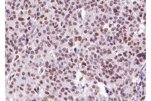 ABIN6268826 at 1/100 staining human liver tissue sections by IHC-P. (ZEB2 Antikörper  (N-Term))