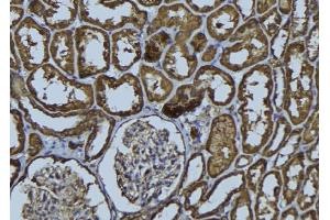 ABIN6279275 at 1/100 staining Rat kidney tissue by IHC-P. (HAUS2 Antikörper  (N-Term))
