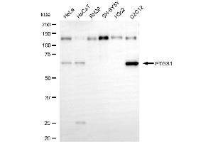 Western blotting analysis using PTGS1 antibody (ABIN7799937).