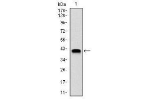Western Blotting (WB) image for anti-Neural Precursor Cell Expressed, Developmentally Down-Regulated 8 (NEDD8) antibody (ABIN1499680)