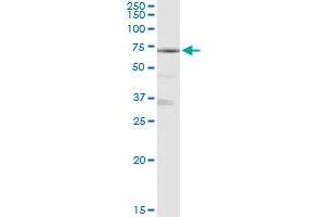 MAN1A1 MaxPab rabbit polyclonal antibody. (MAN1A1 Antikörper  (AA 1-367))