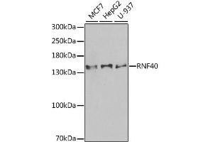 Western blot analysis of extracts of various cell lines, using RNF40 antibody. (RNF40 Antikörper  (AA 1-300))