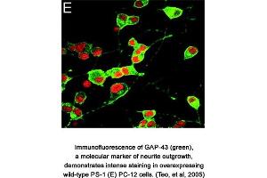 Image no. 1 for anti-Growth Associated Protein 43 (GAP43) (AA 216-226) antibody (ABIN363394) (GAP43 Antikörper  (AA 216-226))