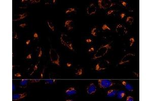 Immunofluorescence analysis of U-2 OS cells using PRDX3 Polyclonal Antibody at dilution of 1:100 (40x lens). (Peroxiredoxin 3 Antikörper)