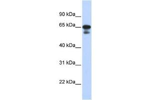 Western Blotting (WB) image for anti-Histone H4 Transcription Factor (HINFP) antibody (ABIN2458367) (HINFP Antikörper)