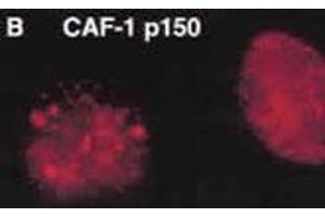 Immunofluorescent staining of CHAF1A on HeLa cells using CHAF1A monoclonal antibody, clone SS 1 1-13  (Shibahara et al 1999). (CHAF1A Antikörper)