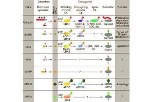 Conjugation pathways for ubiquitin and ubiquitin-like modifiers (UBLs). (CDC20 Antikörper  (C-Term))
