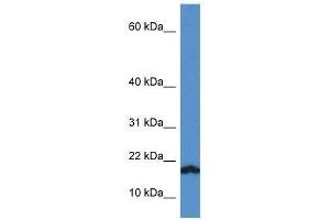 Western Blot showing Vamp1 antibody used at a concentration of 1. (VAMP1 Antikörper  (C-Term))