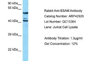 Western Blotting (WB) image for anti-Endothelial Cell Adhesion Molecule (ESAM) (N-Term) antibody (ABIN2775637) (ESAM Antikörper  (N-Term))