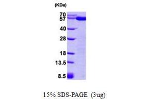SDS-PAGE (SDS) image for Protein Disulfide Isomerase Family A, Member 3 (PDIA3) (AA 25-505) protein (His tag) (ABIN666935)