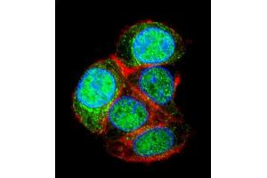 Confocal immunofluorescent analysis of LRTM2 Antibody (C-term) (ABIN655297 and ABIN2844884) with HepG2 cell followed by Alexa Fluor 488-conjugated goat anti-rabbit lgG (green). (LRTM2 Antikörper  (C-Term))