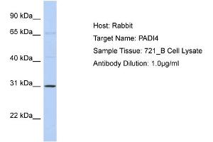 Western Blotting (WB) image for anti-Peptidyl Arginine Deiminase, Type IV (PADI4) (Middle Region) antibody (ABIN2785937)