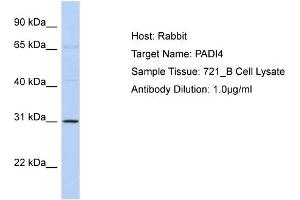 Host: Rabbit Target Name: PADI4 Sample Type: 721_B Cell lysates Antibody Dilution: 1.