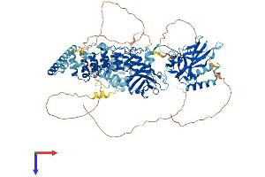 NFKB2 Protein (AA 1-900) (His tag)