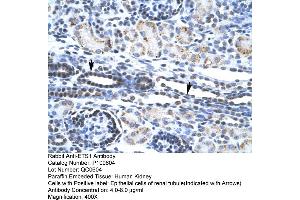 Human kidney (ETS1 Antikörper  (N-Term))