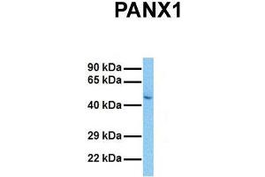 Western Blotting (WB) image for anti-Pannexin 1 (PANX1) (Middle Region) antibody (ABIN2775573)