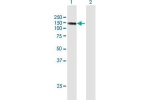 Western Blot analysis of LIMCH1 expression in transfected 293T cell line by LIMCH1 MaxPab polyclonal antibody. (LIMCH1 Antikörper  (AA 1-897))