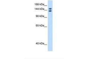 Image no. 1 for anti-Myb-Binding Protein 1A (MYBBP1A) (AA 1125-1174) antibody (ABIN6737807) (MYBBP1A Antikörper  (AA 1125-1174))