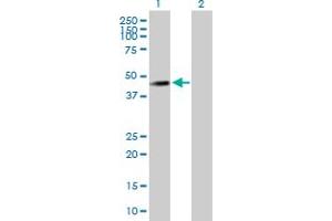 Western Blot analysis of ANGPTL4 expression in transfected 293T cell line by ANGPTL4 MaxPab polyclonal antibody. (ANGPTL4 Antikörper  (AA 1-406))