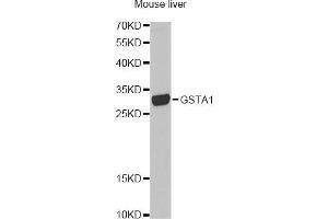 Western blot analysis of extracts of mouse liver, using GSTA1 antibody (ABIN1872910) at 1:1000 dilution. (GSTA1 Antikörper)