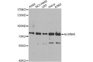 Western blot analysis of extracts of various cell lines, using ALKBH8 antibody (ABIN5974297) at 1/1000 dilution. (ALKBH8 Antikörper)