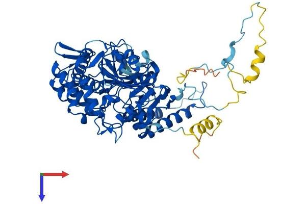 NT5C2 Protein (AA 1-561) (His tag)