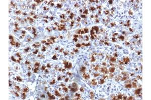 Formalin-fixed, paraffin-embedded human Pancreas stained with CELA3B Mouse Monoclonal Antibody (CELA3B/1757).