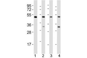 Western blot testing of GATA2 antibody at 1:2000 dilution. (GATA2 Antikörper  (AA 212-246))