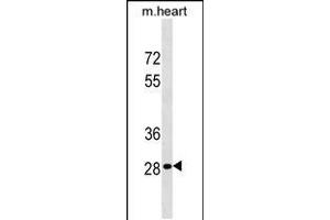 Western blot analysis in mouse heart tissue lysates (35ug/lane). (HOXB13 Antikörper  (C-Term))