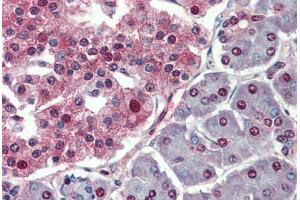 Human Pancreas: Formalin-Fixed, Paraffin-Embedded (FFPE) (c-MYC Antikörper  (AA 408-439))