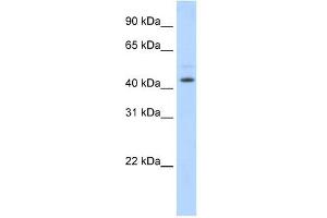 Western Blot showing TSG101 antibody used at a concentration of 1-2 ug/ml to detect its target protein. (TSG101 Antikörper  (Middle Region))