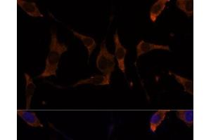 Immunofluorescence analysis of L929 cells using RPL7A Polyclonal Antibody at dilution of 1:100 (40x lens). (RPL7A Antikörper)