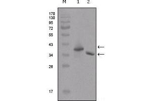 Western blot analysis using Flag mouse mAb against two different fusion protein (1), (2) with flag tag. (DYKDDDDK Tag Antikörper)