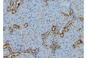 ABIN6278253 at 1/100 staining Mouse kidney tissue by IHC-P. (Cathepsin S Antikörper  (Internal Region))