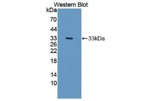 Western Blotting (WB) image for anti-Collagen, Type I, alpha 2 (COL1A2) (AA 1103-1366) antibody (ABIN1867311)