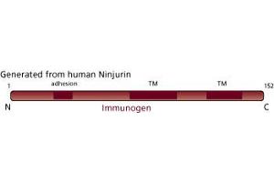 Image no. 3 for anti-Ninjurin 1 (NINJ1) (AA 1-152) antibody (ABIN968172) (NINJ1 Antikörper  (AA 1-152))