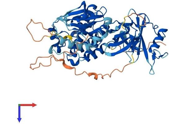 FRK Protein (AA 1-512) (His tag)
