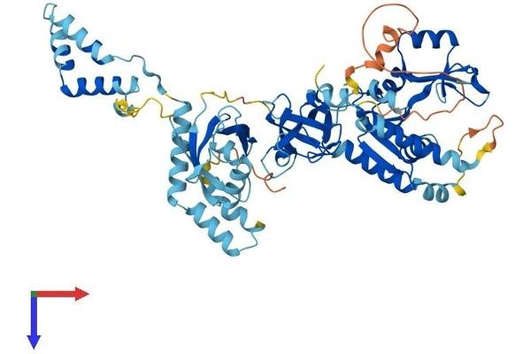 MPP7 Protein (AA 1-576) (His tag)