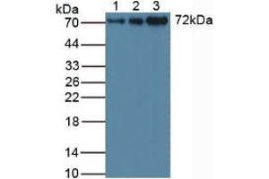 Figure. (STAM Antikörper  (AA 196-465))