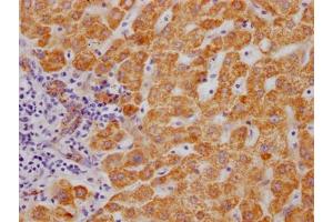 IHC image of ABIN7127628 diluted at 1:100 and staining in paraffin-embedded human liver tissue performed on a Leica BondTM system. (Rekombinanter Monoamine Oxidase B Antikörper)
