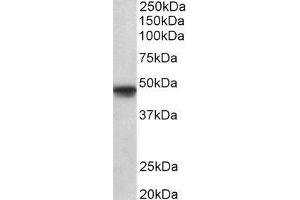 ABIN2564268 (1µg/ml) staining of A549 lysate (35µg protein in RIPA buffer). (POU3F1 Antikörper  (AA 192-204))